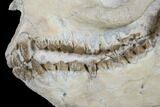 Fossil Oreodont (Merycoidodon) Skull - Wyoming #176526-7